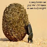 Dung Beetle is the World's Strongest Animal